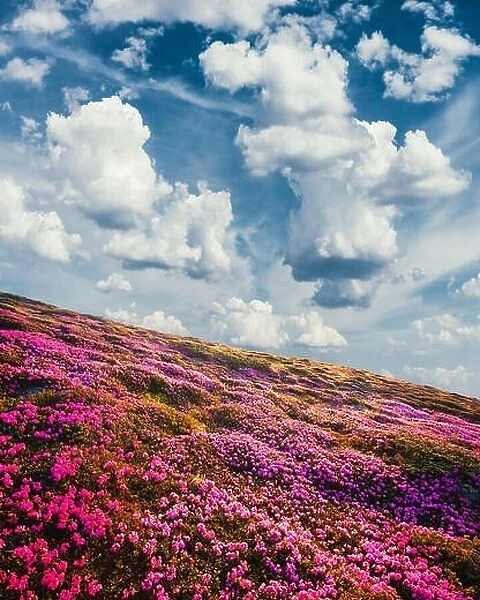 Sunny summer day in the Ukrainian Carpathian Mountains. Mountain hills covered with flowering millions of magic rhododendron flowers