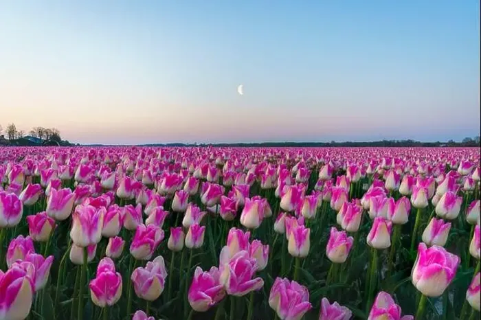 Framed Print : Sunrise landscapes of a pink tulip field in Keukenhof, Lisse at sunrise in Netherlands Framed Print : Sunrise landscapes of a pink tulip field in Keukenhof, Lisse at sunrise in Netherlands