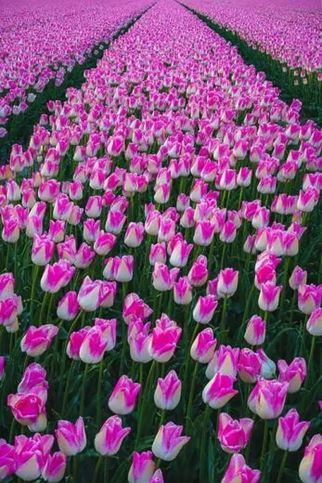 Framed Print : Sunrise landscapes of a pink tulip field in Keukenhof, Lisse at sunrise in Netherlands Framed Print : Sunrise landscapes of a pink tulip field in Keukenhof, Lisse at sunrise in Netherlands