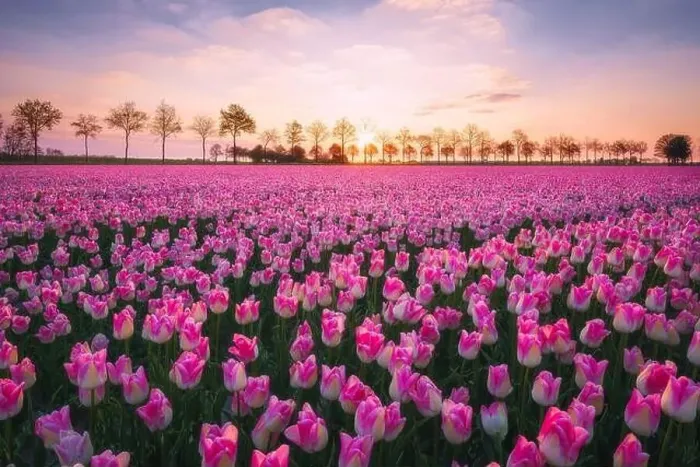 Framed Print : Sunrise landscapes of a pink tulip field in Keukenhof, Lisse at sunrise in Netherlands Framed Print : Sunrise landscapes of a pink tulip field in Keukenhof, Lisse at sunrise in Netherlands