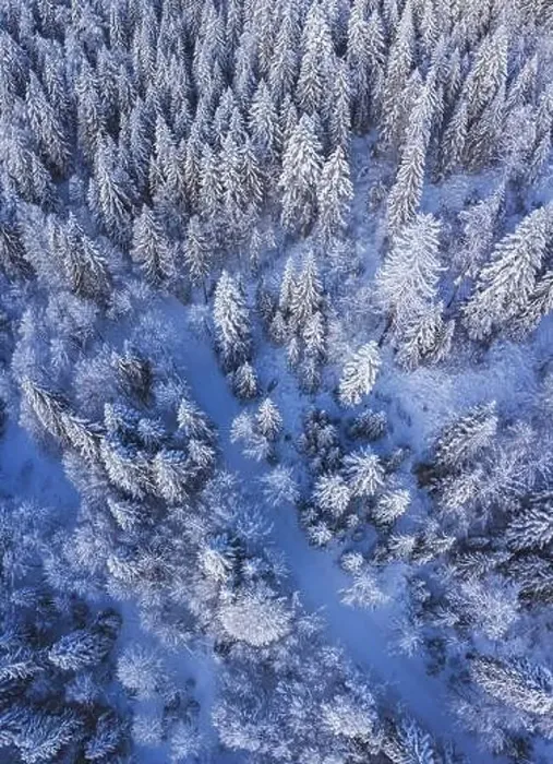 Framed Print : Sunrise overhead drone shot of a snow covered forest Framed Print : Sunrise overhead drone shot of a snow covered forest