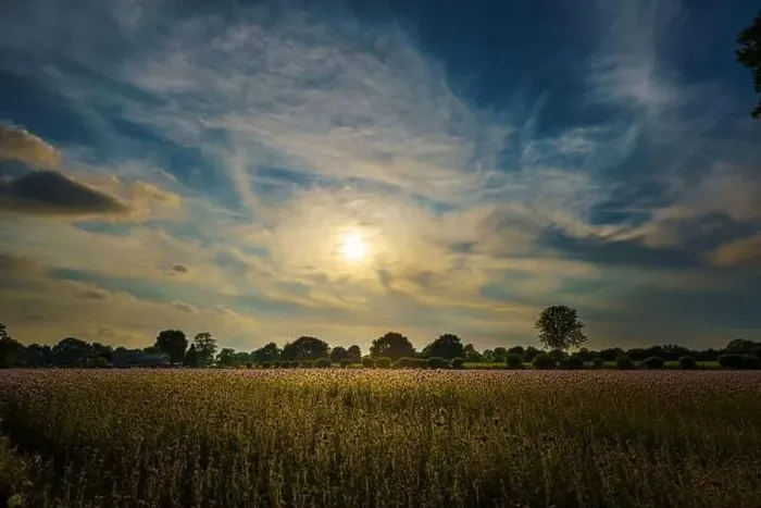 Framed Print : Sunset over a cornfield with ripe golden ears Framed Print : Sunset over a cornfield with ripe golden ears
