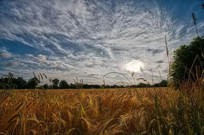 Framed Print : Sunset over a cornfield with ripe golden ears Framed Print : Sunset over a cornfield with ripe golden ears