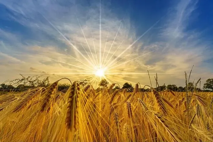 Framed Print : Sunset over a cornfield with ripe golden ears Framed Print : Sunset over a cornfield with ripe golden ears