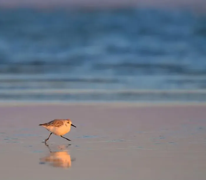 Framed Print : Sunset ocean beach landscape with running sanderling (Calidris alba), Galveston, Texas, USA Framed Print : Sunset ocean beach landscape with running sanderling (Calidris alba), Galveston, Texas, USA