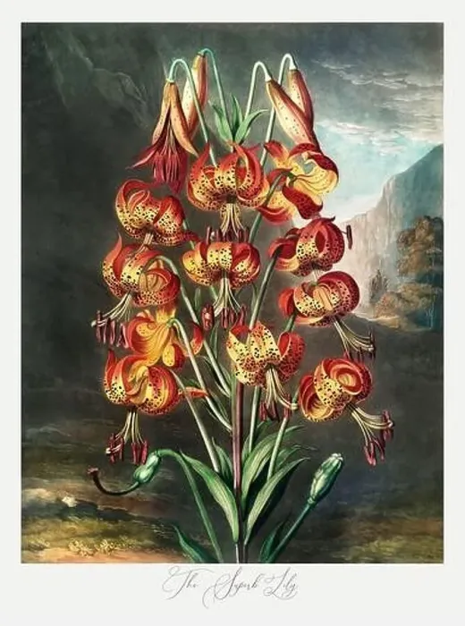 Framed Print : The Superb Lily. Antique Victorian Flower painting Framed Print : The Superb Lily. Antique Victorian Flower painting
