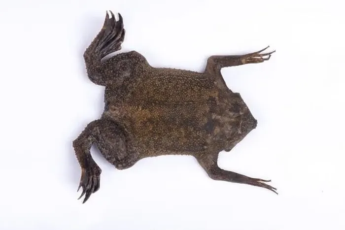 Framed Print : Surinam toad (Pipa pipa) Framed Print : Surinam toad (Pipa pipa)