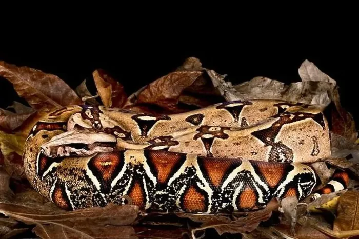 Framed Print : Suriname red tailed Boa (Boa constrictor constrictor) Framed Print : Suriname red tailed Boa (Boa constrictor constrictor)