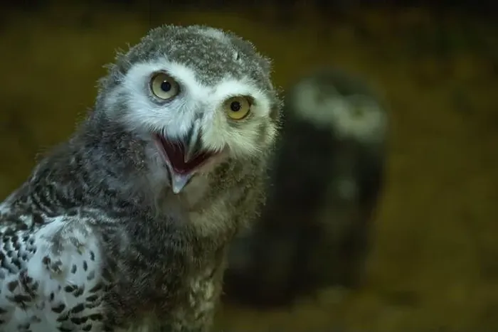 Framed Print : Surprised juvenile snowy owl with open mouth Framed Print : Surprised juvenile snowy owl with open mouth