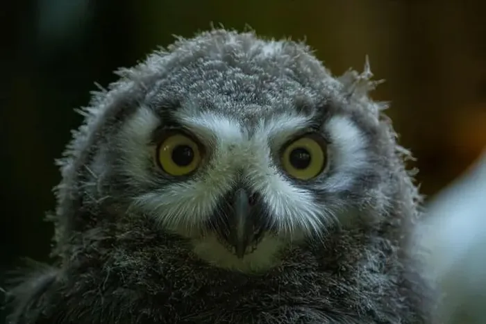 Framed Print : Surprised juvenile snowy owl with open mouth Framed Print : Surprised juvenile snowy owl with open mouth