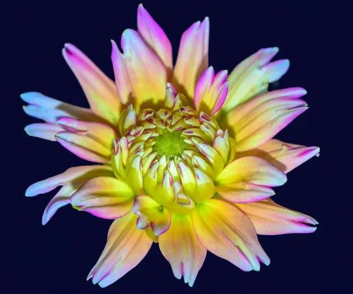 Framed Print : Surreal fantasy flower portrait Framed Print : Surreal fantasy flower portrait