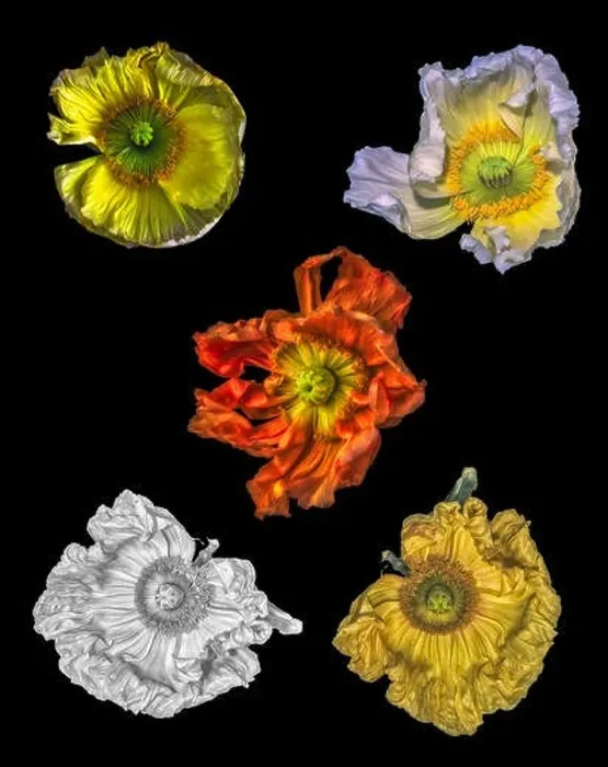 Framed Print : Surreal floral fine art still life detailed color macro flower image of a collection of single isolated wide opened Framed Print : Surreal floral fine art still life detailed color macro flower image of a collection of single isolated wide opened