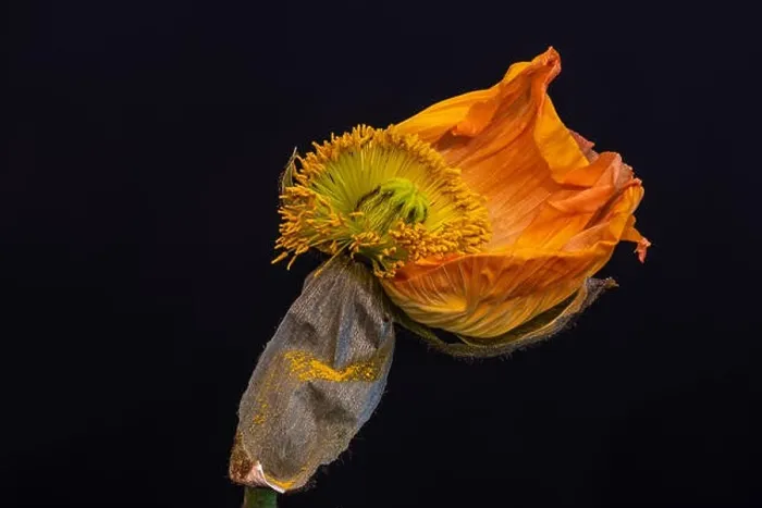 Framed Print : Surreal floral fine art still life detailed color macro flower portrait of a single isolated fading dark orange Framed Print : Surreal floral fine art still life detailed color macro flower portrait of a single isolated fading dark orange