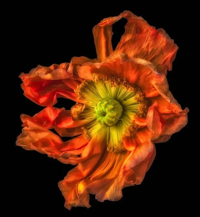 Framed Print : Surreal floral fine art still life detailed color macro flower portrait of a single isolated wide opened dark orange