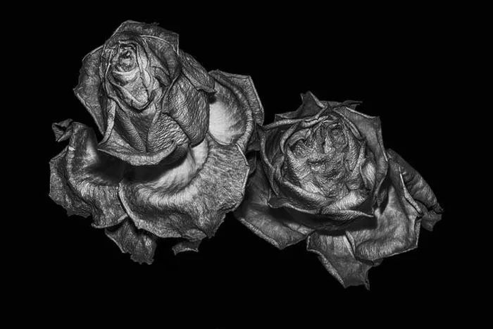 Framed Print : surrealistic aged rose couple macro protrait Framed Print : surrealistic aged rose couple macro protrait