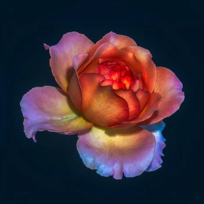 Framed Print : Surrealistic colorful fine art still life floral macro flower image of a single isolated red orange pink violet rose Framed Print : Surrealistic colorful fine art still life floral macro flower image of a single isolated red orange pink violet rose