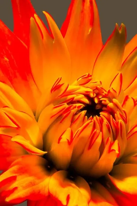 Framed Print : Surrealistic fiery red yellow glowing dahlia blossom macro in pop-art fantasy colorful surreal painting style Framed Print : Surrealistic fiery red yellow glowing dahlia blossom macro in pop-art fantasy colorful surreal painting style