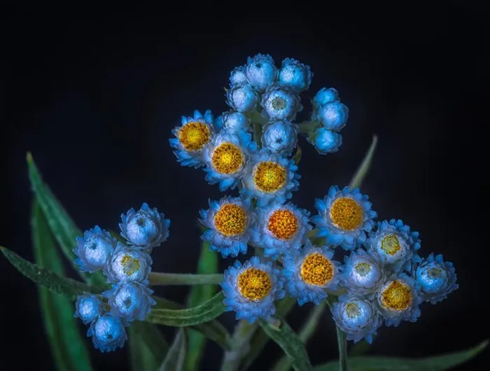 Framed Print : Surrealistic fine art still life fantasy color macro of a single isolated white yellow yarrow / daisy stem with many Framed Print : Surrealistic fine art still life fantasy color macro of a single isolated white yellow yarrow / daisy stem with many
