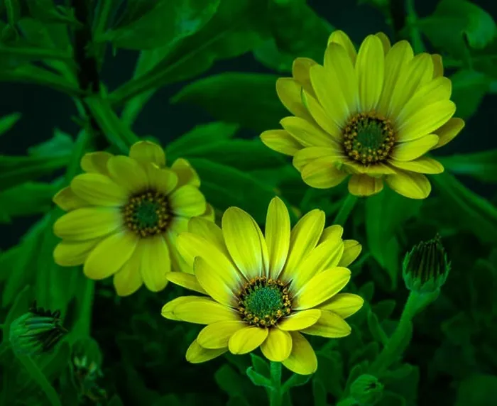 Framed Print : Surrealistic fine art still life flower neon colored image of three yellow african cape daisy / marguerite blossoms Framed Print : Surrealistic fine art still life flower neon colored image of three yellow african cape daisy / marguerite blossoms