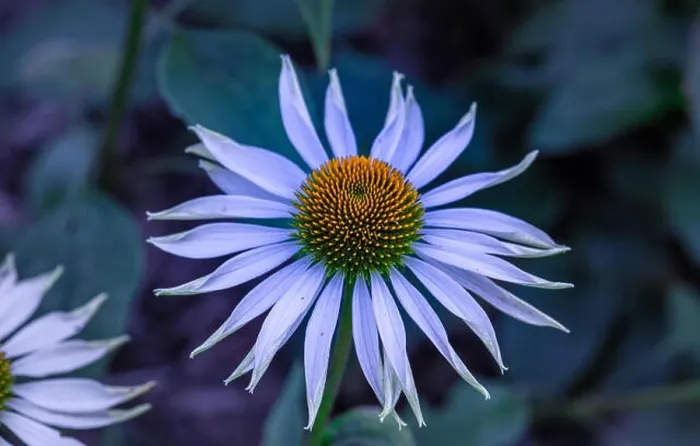 Framed Print : Surrealistic nature outdoor floral macro of a wide open white yellow coneflower / echinacea blossom on natural blurred Framed Print : Surrealistic nature outdoor floral macro of a wide open white yellow coneflower / echinacea blossom on natural blurred