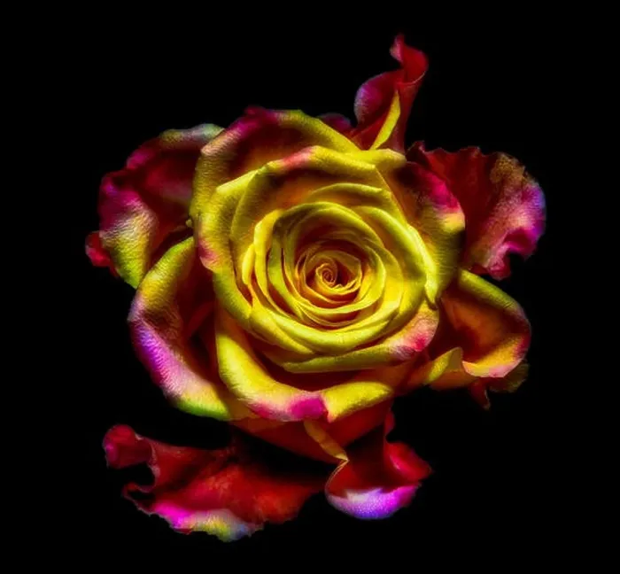 Framed Print : Surrealistic rose blossom macro fantasy portrait