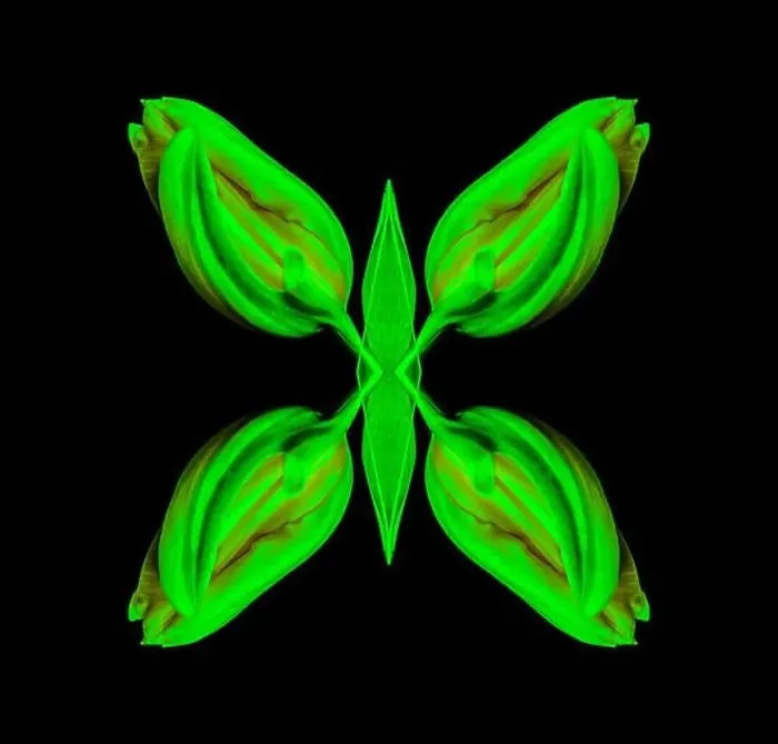 Framed Print : Surrealistic symmetrical geometrical neon colored pattern made with a macro of an isolated yellow green closed tulip Framed Print : Surrealistic symmetrical geometrical neon colored pattern made with a macro of an isolated yellow green closed tulip