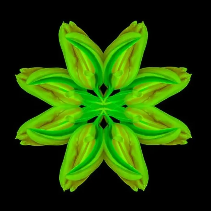 Framed Print : Surrealistic symmetrical geometrical neon colored pattern made with a macro of a yellow green tulip on black background Framed Print : Surrealistic symmetrical geometrical neon colored pattern made with a macro of a yellow green tulip on black background