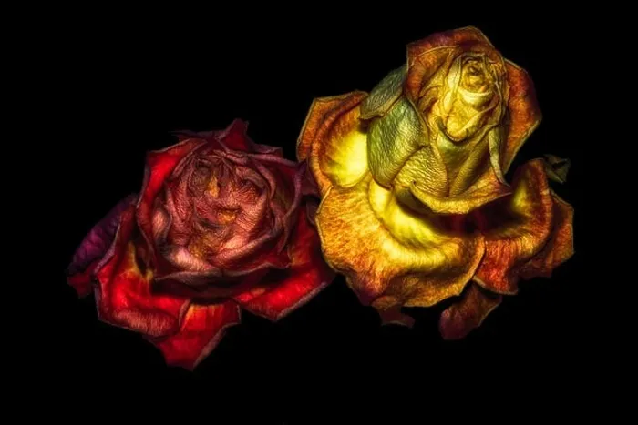 Framed Print : surrealstic fantasy aged golden red rose couple macro Framed Print : surrealstic fantasy aged golden red rose couple macro