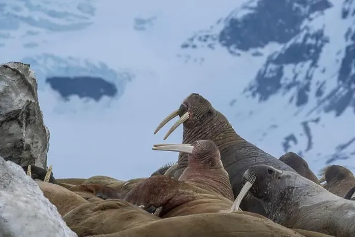 Framed Print : Svalbard, Norway. Colony of Atlantic walrus showing their tusks Framed Print : Svalbard, Norway. Colony of Atlantic walrus showing their tusks
