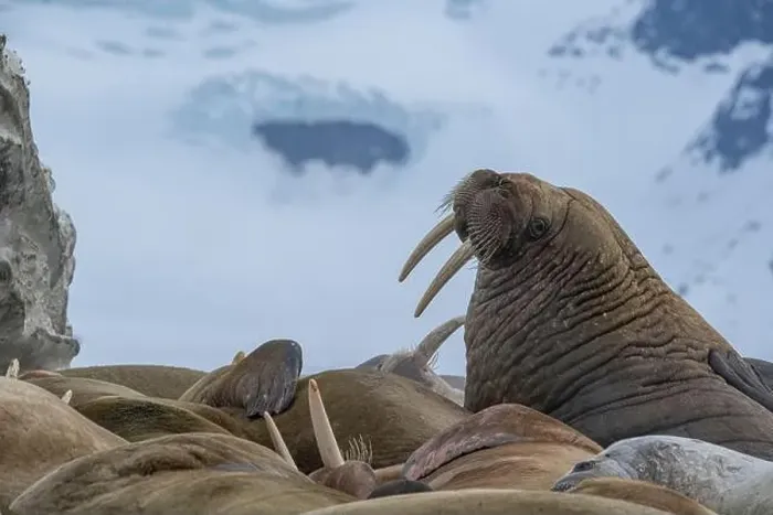 Framed Print : Svalbard, Norway. Colony of Atlantic walrus showing their tusks Framed Print : Svalbard, Norway. Colony of Atlantic walrus showing their tusks