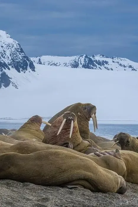 Framed Print : Svalbard, Norway. Colony of Atlantic walrus sparring and showing their tusks Framed Print : Svalbard, Norway. Colony of Atlantic walrus sparring and showing their tusks