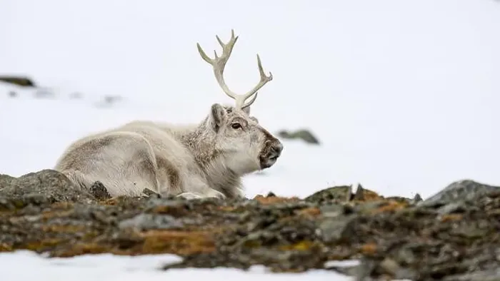 Framed Print : The Svalbard reindeer (Rangifer tarandus platyrhynchus) in early spring Framed Print : The Svalbard reindeer (Rangifer tarandus platyrhynchus) in early spring