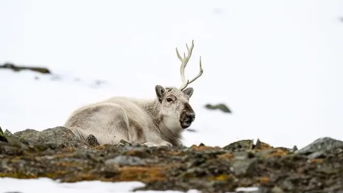 Framed Print : The Svalbard reindeer (Rangifer tarandus platyrhynchus) in early spring Framed Print : The Svalbard reindeer (Rangifer tarandus platyrhynchus) in early spring