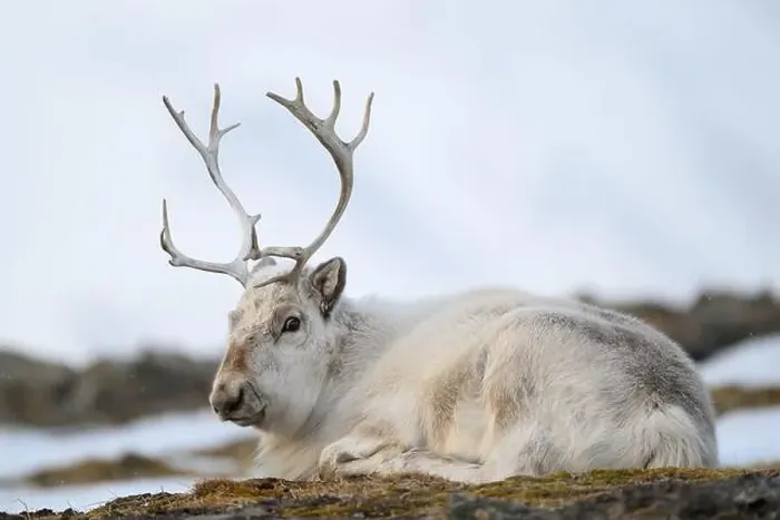 Framed Print : The Svalbard reindeer (Rangifer tarandus platyrhynchus) in early spring Framed Print : The Svalbard reindeer (Rangifer tarandus platyrhynchus) in early spring