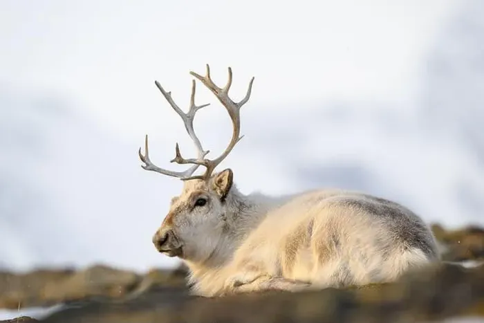 Framed Print : The Svalbard reindeer (Rangifer tarandus platyrhynchus) in early spring Framed Print : The Svalbard reindeer (Rangifer tarandus platyrhynchus) in early spring