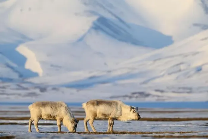 Framed Print : The Svalbard reindeer (Rangifer tarandus platyrhynchus) in early spring Framed Print : The Svalbard reindeer (Rangifer tarandus platyrhynchus) in early spring