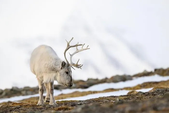 Framed Print : The Svalbard reindeer (Rangifer tarandus platyrhynchus) in early spring Framed Print : The Svalbard reindeer (Rangifer tarandus platyrhynchus) in early spring