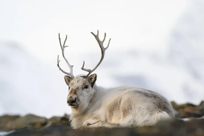 Framed Print : The Svalbard reindeer (Rangifer tarandus platyrhynchus) in early spring Framed Print : The Svalbard reindeer (Rangifer tarandus platyrhynchus) in early spring