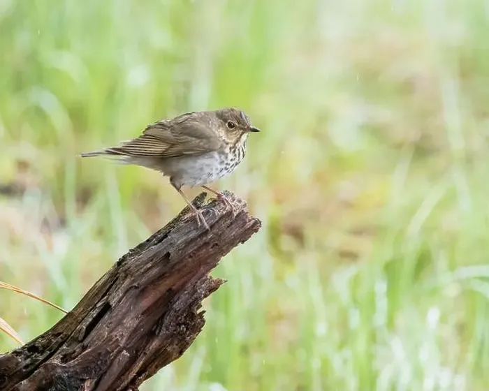 Framed Print : A Swainson's Thrush in Northern Saskatchewan Framed Print : A Swainson's Thrush in Northern Saskatchewan