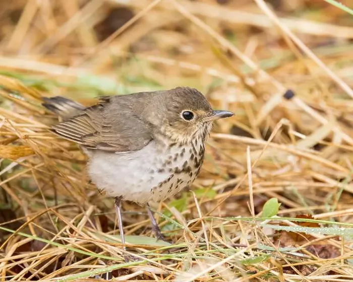 Framed Print : A Swainson's Thrush in Northern Saskatchewan Framed Print : A Swainson's Thrush in Northern Saskatchewan