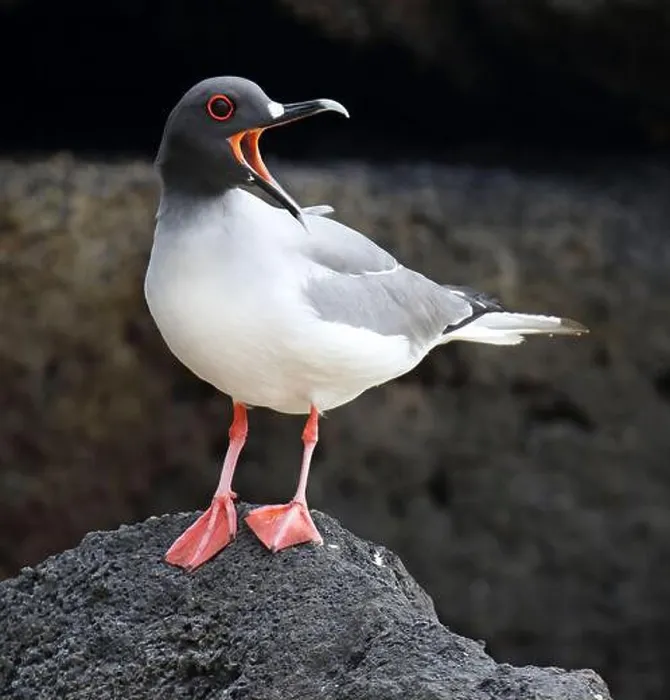Framed Print : Swallow-tailed Gull (Creagrus furcatus) on the Galapagos islands, Ecuador. Adult standing on a rock, calling loudly Framed Print : Swallow-tailed Gull (Creagrus furcatus) on the Galapagos islands, Ecuador. Adult standing on a rock, calling loudly