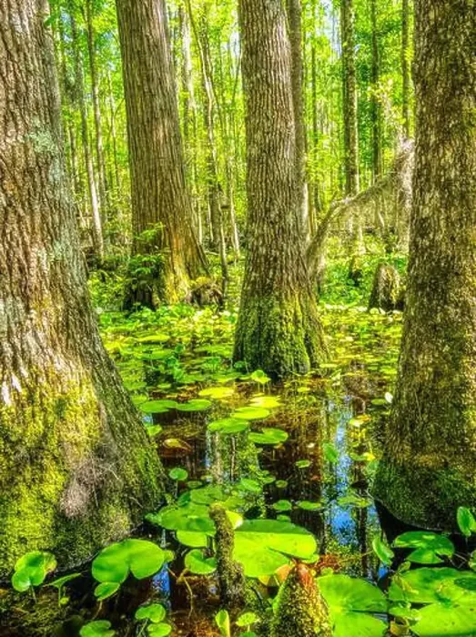 Framed Print : Swamp along Grand Bay Boardwalk in the Grand Bay Wildlife Management Area in Valdosta Georgis USA Framed Print : Swamp along Grand Bay Boardwalk in the Grand Bay Wildlife Management Area in Valdosta Georgis USA