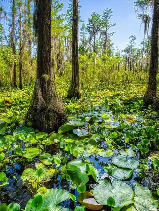 Framed Print : Swamp along Grand Bay Boardwalk in the Grand Bay Wildlife Management Area in Valdosta Georgis USA Framed Print : Swamp along Grand Bay Boardwalk in the Grand Bay Wildlife Management Area in Valdosta Georgis USA