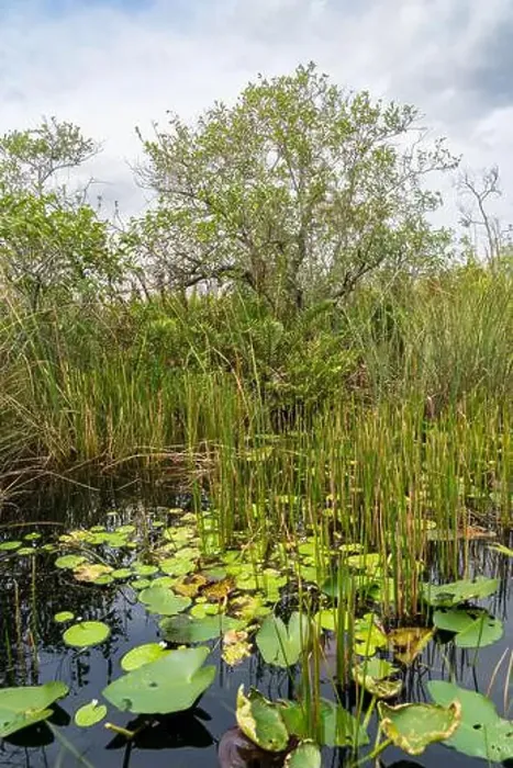 Framed Print : The Swamp land at Everglades National Park, Florida, United States Framed Print : The Swamp land at Everglades National Park, Florida, United States