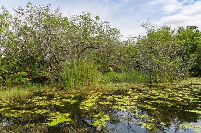 Framed Print : The Swamp land at Everglades National Park, Florida, United States Framed Print : The Swamp land at Everglades National Park, Florida, United States