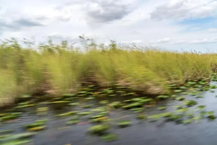Framed Print : The Swamp land at Everglades National Park, Florida, United States