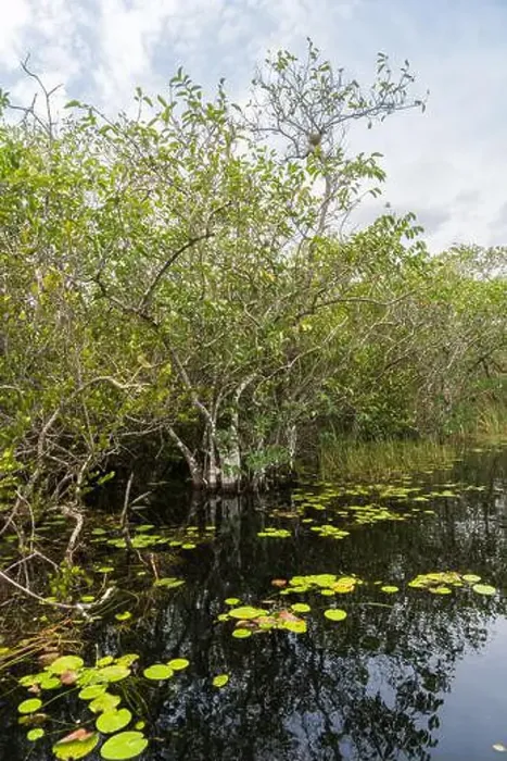 Framed Print : The Swamp land at Everglades National Park, Florida, United States Framed Print : The Swamp land at Everglades National Park, Florida, United States