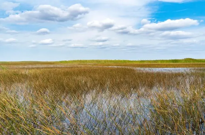 Framed Print : The Swamp land at Everglades National Park, Florida, United States Framed Print : The Swamp land at Everglades National Park, Florida, United States