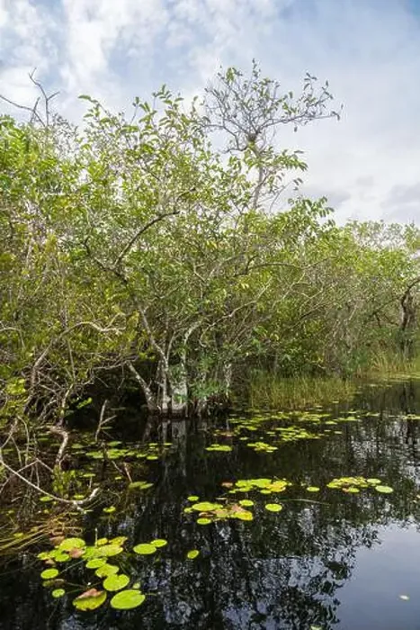 Framed Print : The Swamp land at Everglades National Park, Florida, United States Framed Print : The Swamp land at Everglades National Park, Florida, United States