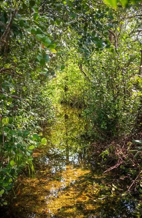 Framed Print : The Swamp land at Everglades National Park, Florida, United States Framed Print : The Swamp land at Everglades National Park, Florida, United States